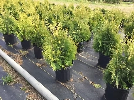 Cèdres cultivés en pot, Est-du-Québec